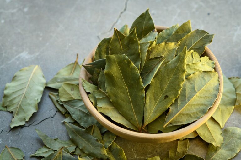 El poder nutricional del laurel: cómo sumarlo a tu alimentación diaria