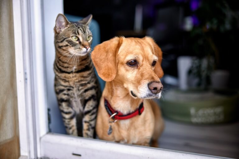 7 consejos para proteger a tus mascotas durante un sismo en Nueva York, según Chat GPT