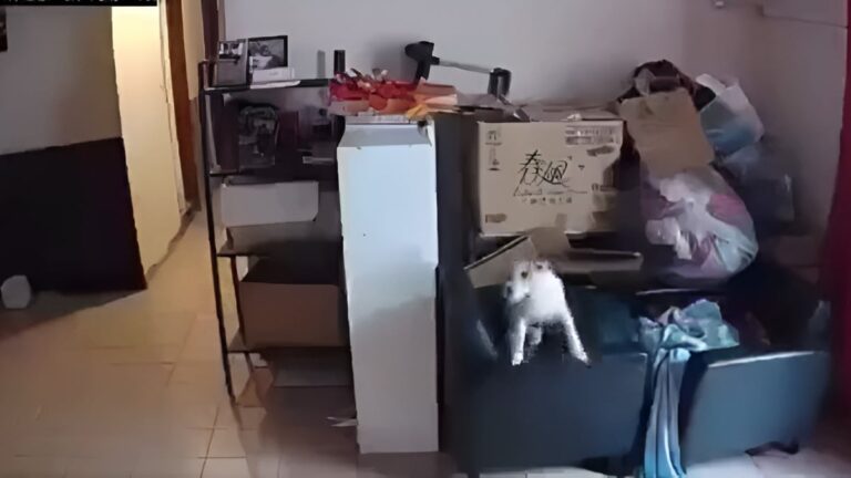 Un perro predice un terremoto reaccionando de manera inusual (video)