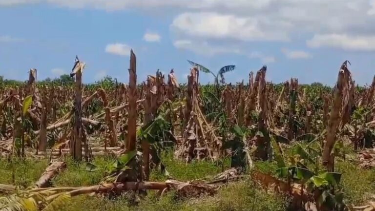 Autoridades acuden a evaluar situación de sembradíos tras tornado – noticias telemicro