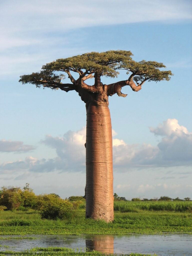 El baobab, el “árbol de la vida”, surgió en Madagascar, según revela estudio