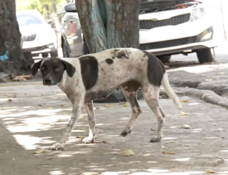 Preocupación por cantidad de viralatas en la capital – Remolacha   #FVDigital