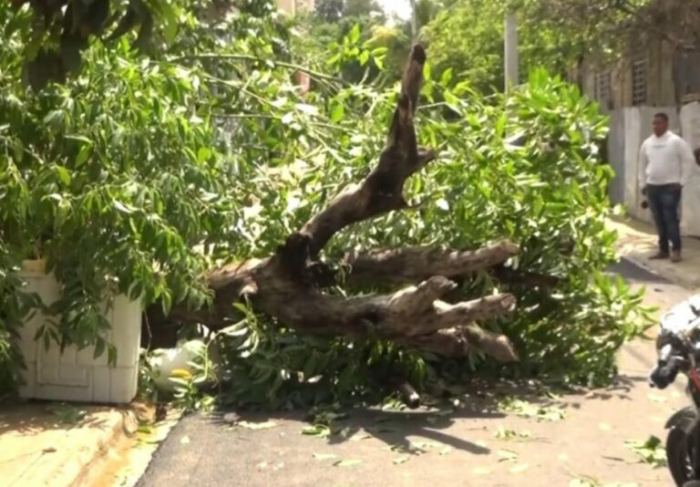 Árbol cae sobre doña de 65 años en Dajabón – Remolacha   #FVDigital