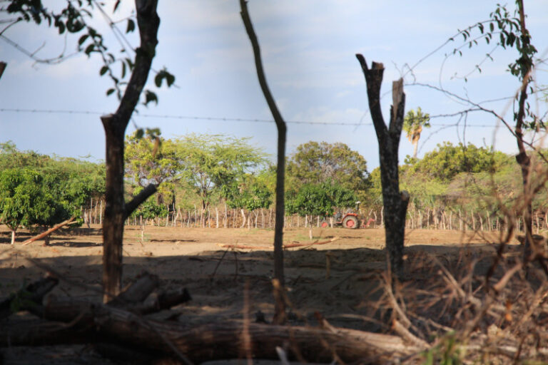Destrucción imparable en las Dunas de Baní – Remolacha   #FVDigital