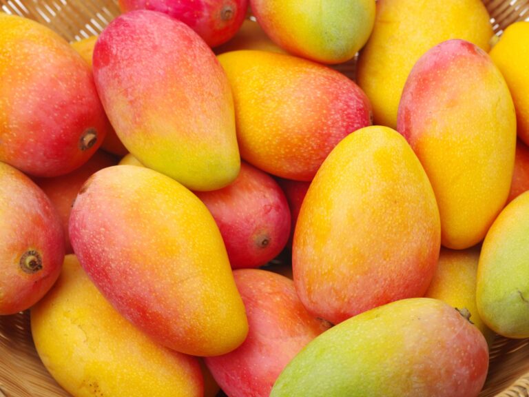 República Dominicana proyecta exportaciones de mangos por 50 millones de dólares en 2024