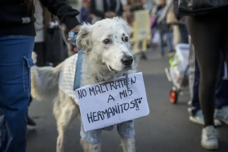 ‘No al maltrato animal’, el clamor de una marcha en La Paz #FVDigital