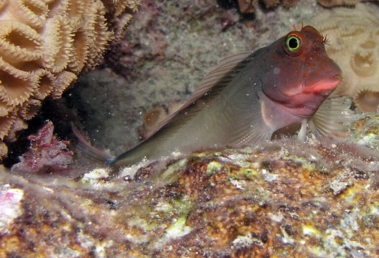 Un parásito que afecta a peces de todo el mundo queda al descubierto