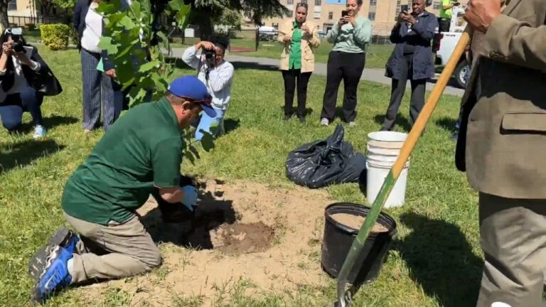 Siembran en El Bronx árbol de semilla viajó alrededor luna