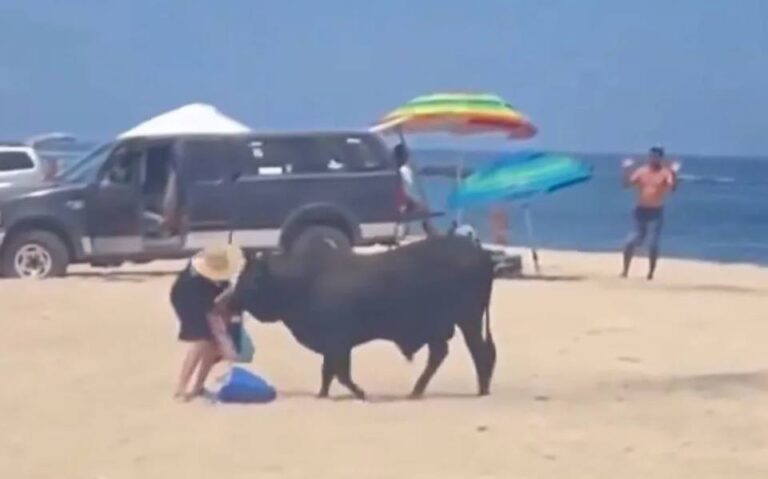 Toro ataca a turista en una playa (viral)   #FVDigital