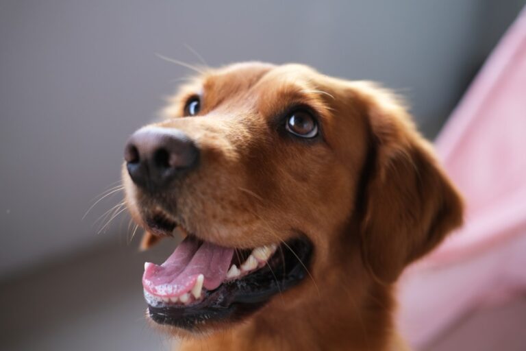 Un perro en México lloró al ver que su casa se incendió: emotivo video