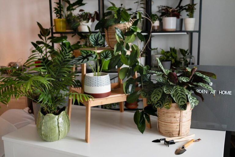 12 hermosas plantas de interior que no requieren mucha luz
