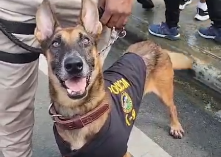 Despiden con honores a «Beker», integrante destacado de la Unidad Canina K-9 – noticias telemicro