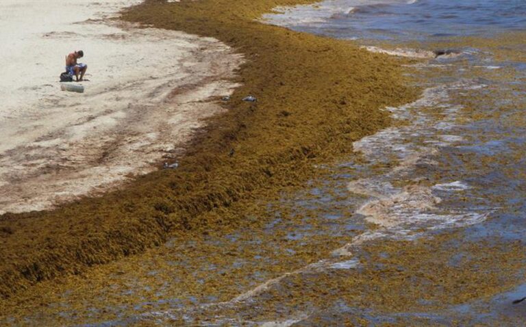  La UE apoya la exportación del sargazo del Caribe para la industria textil europea