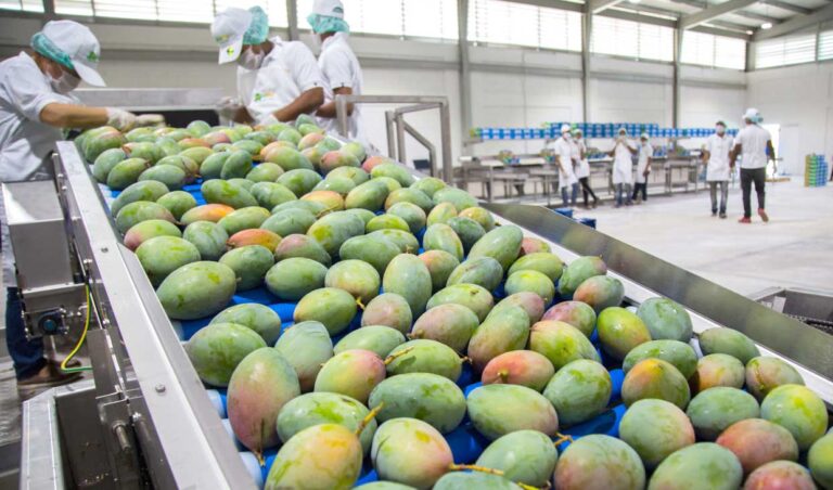 República Dominicana proyecta exportaciones de mangos por 50 millones de dólares en 2024 – noticias telemicro