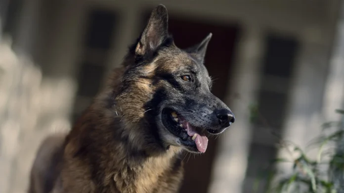 Murió Seven, el valiente perro de “The Walking Dead”