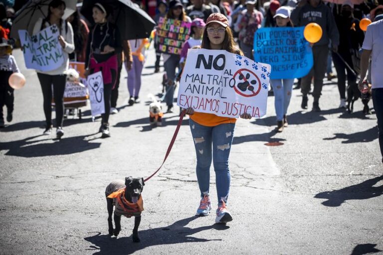 Activistas piden sanciones más duras al maltrato animal en Bolivia #FVDigital