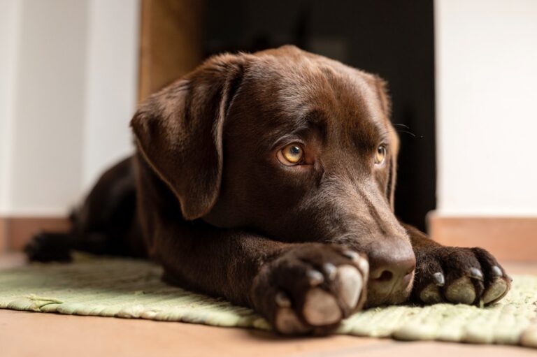 ChatGPT recomienda que si vas a tener una mascota sea de esta raza de perro #FVDigital