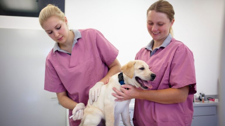 Día Mundial contra la Rabia – #FVDigital