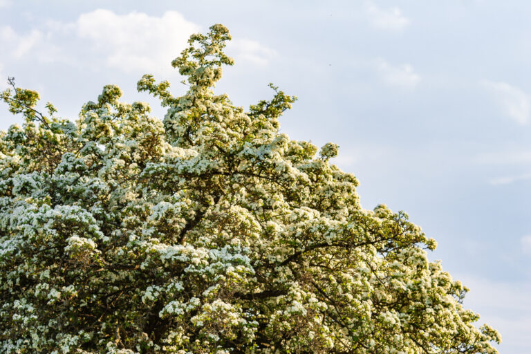 El árbol más peligroso del mundo crece en los Estados Unidos y 12,000 veces más letal que una serpiente de cascabel