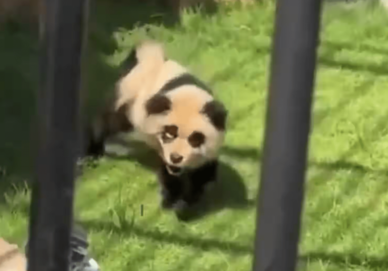 Zoológico chino admite que utilizaron perros pintados luego de que empezaran a ladrar