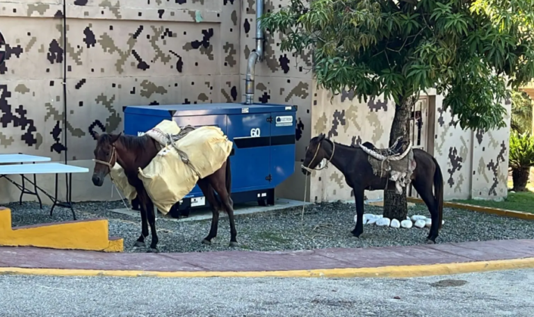 Llevaban 182 libras de yerba en caballos en Elías Piña – Remolacha   #FVDigital
