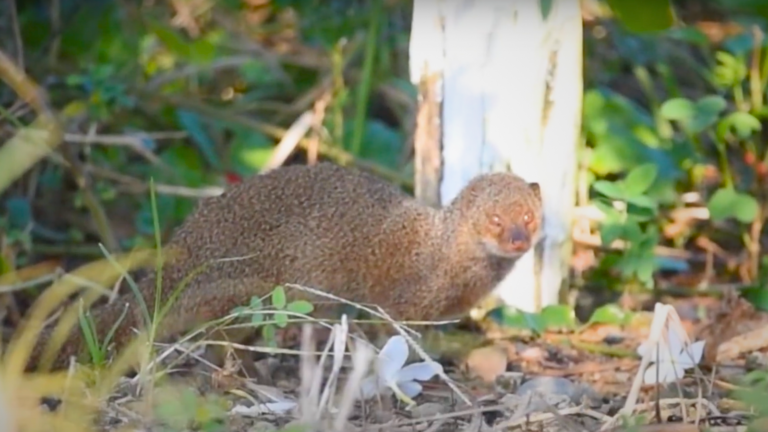 Lo difícil que es fotografiar un jurón en República Dominicana – Remolacha   #FVDigital