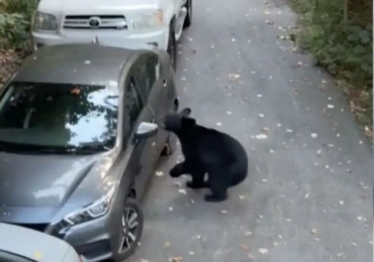 Un oso abre un vehículo, se sienta y cierra la puerta