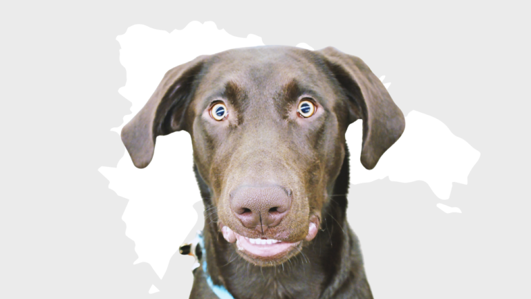 Vacunarán más de un millón de mascotas contra la rabia – Remolacha   #FVDigital