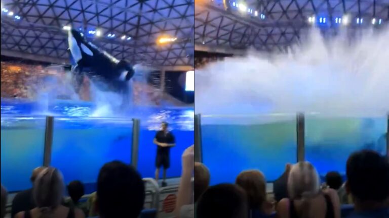 ¡Tornado de heces! Orca hace caca en piscina de exhibición y luego salpica al público presente – #FVDigital