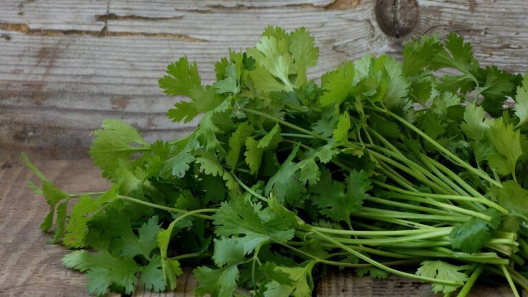 Reduce el colesterol, mejora la memoria y contribuye a controlar la ansiedad