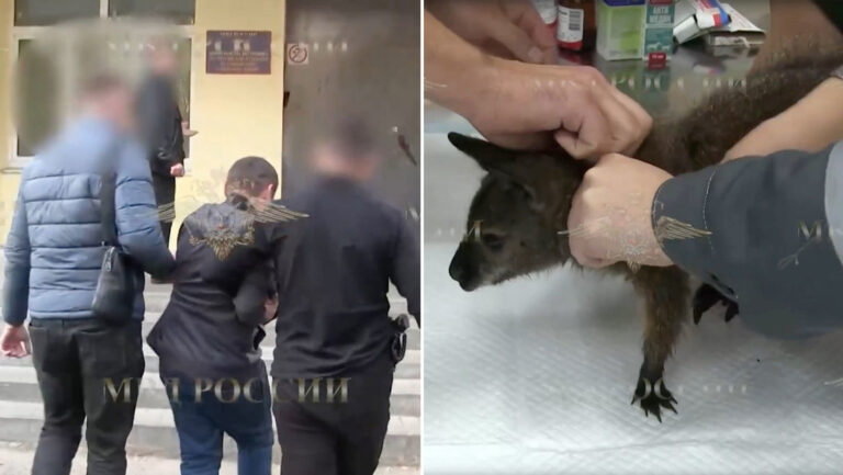 Detienen a un enano acusado de robar canguros en varios zoológicos