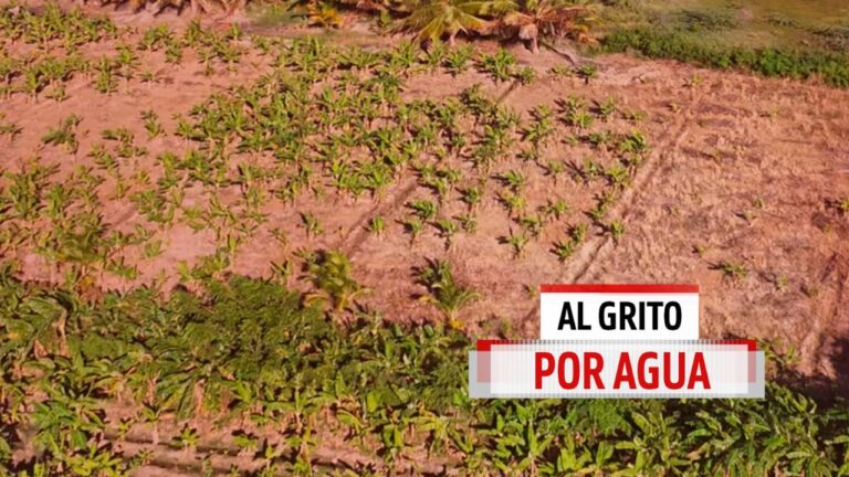 Agricultores de Barahona con el grito al cielo por falta de agua – Remolacha   #FVDigital