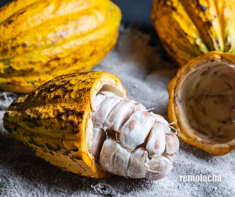 Exportaciones de cacao y derivados alcanzan US$1,206.5 millones – Remolacha   #FVDigital