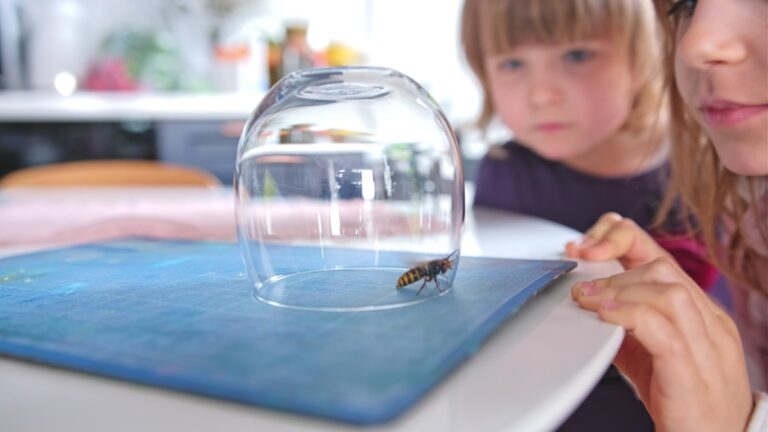 Signos de la presencia de avispas en tu casa y qué hacer al respecto