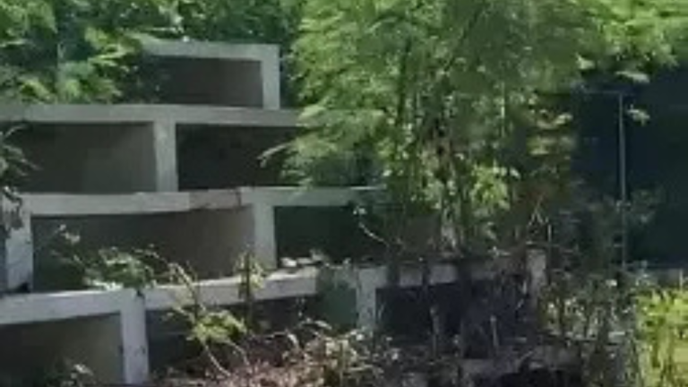 Denuncian abandono de complejo deportivo en SPM – Remolacha   #FVDigital