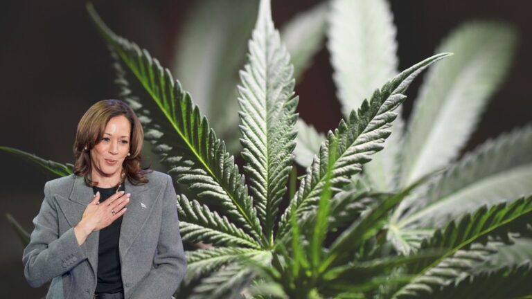 Opiniones divididas sobre propuesta de Harris a favor de cambiar leyes acerca de la marihuana – #FVDigital