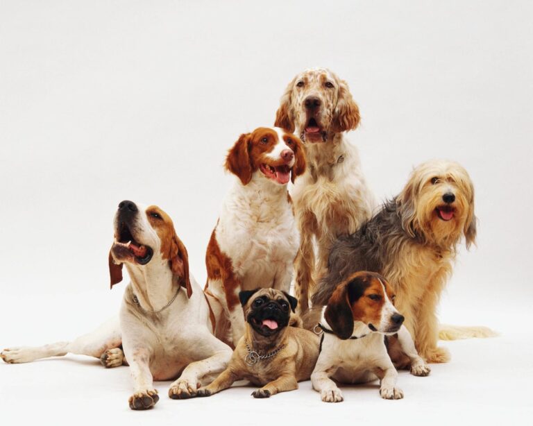 Las 5 razas de perros más limpias y fáciles de cuidar