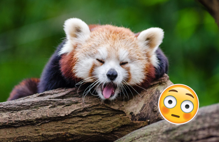 A los animales también les gusta ‘ajumarse’ (estudio)   #FVDigital