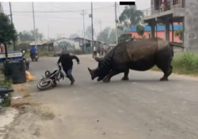 Rinoceronte quillao causa juidero en Nepal (video) – Remolacha   #FVDigital