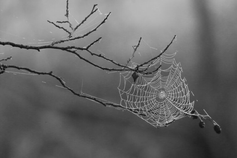 #Salud: ¿Alguna vez has soñado con arañas? Esto es lo que podría significar