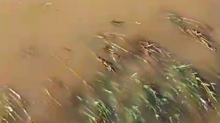 RD: 4,000+ tareas de arroz han sido afectadas en Dajabón – Remolacha   #FVDigital