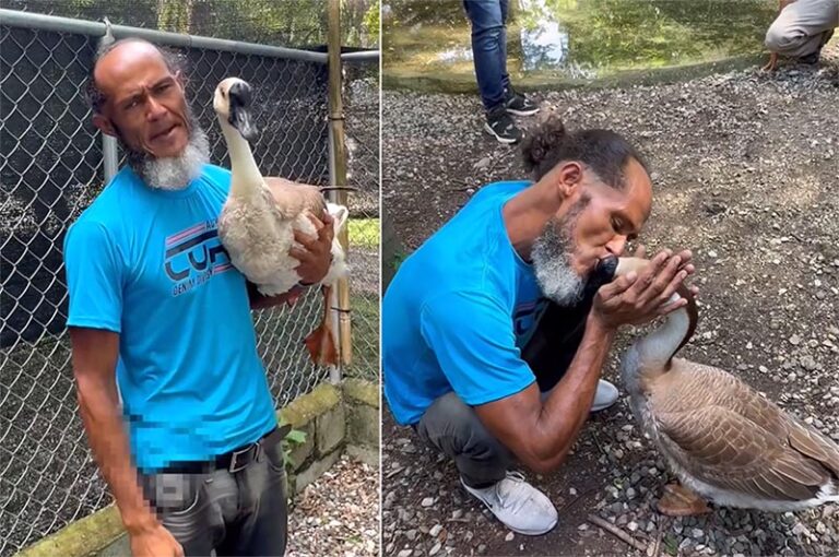 Se reencuentra con ganso en el Zoológico