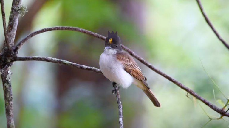 El extraño pájaro con ‘corona’ que habita en los bosques dominicanos (video) – Remolacha   #FVDigital