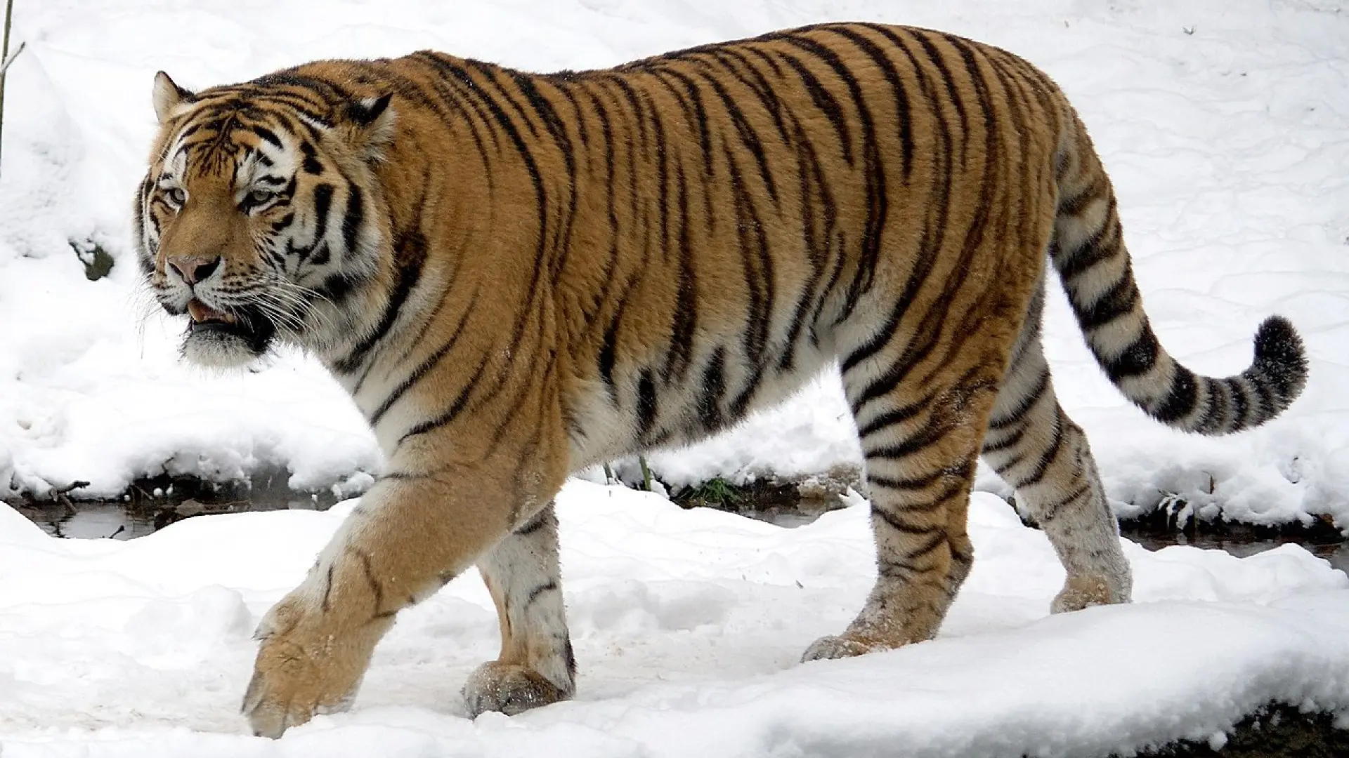 China busca a un tigre siberiano que atacó a un agricultor en el noreste del país