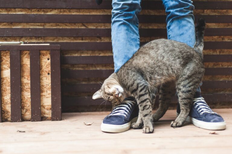 #Salud: ¿Por qué mi gato frota su cabeza contra mis piernas?