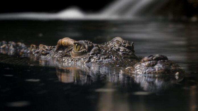 Cocodrilo-en-el-agua.-Imagen-de-referencia.jpg