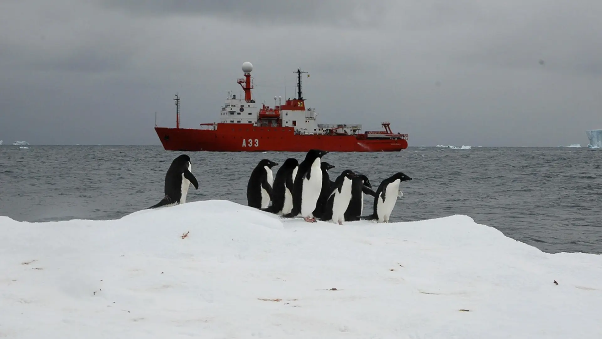 pingueinos-en-la-antartida.jpeg