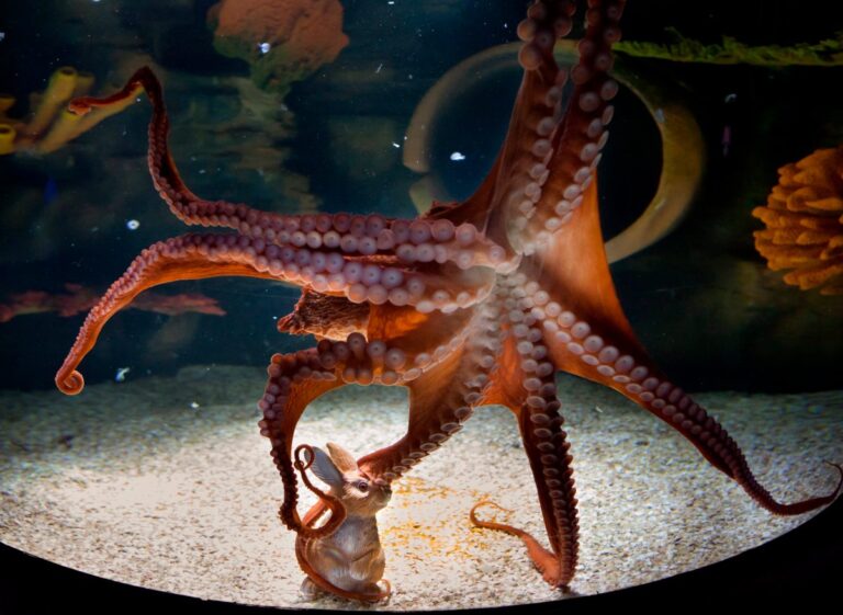 Pulpo: el animal que podría reemplazar al ser humano si nos extinguiéramos, según un experto