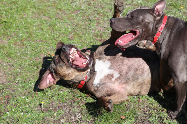 #Salud: Dos pitbulls bajo los efectos de la cocaína matan a una anciana en Estados Unidos