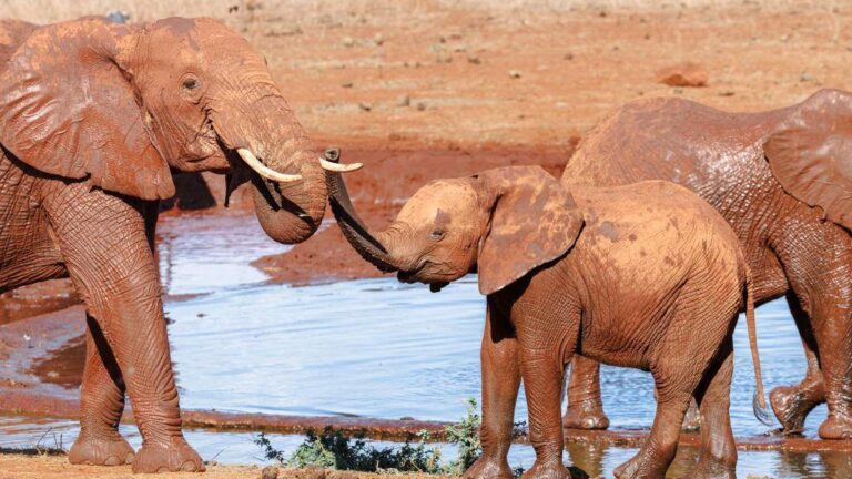 La asombrosa relación entre las abejas y los elefantes en la naturaleza
